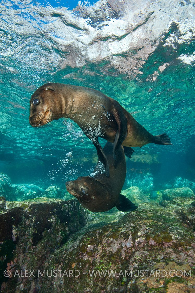 Sea lion pups playing. Mexico