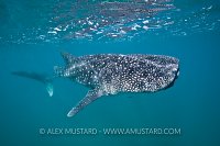 Young whaleshark. Mexico