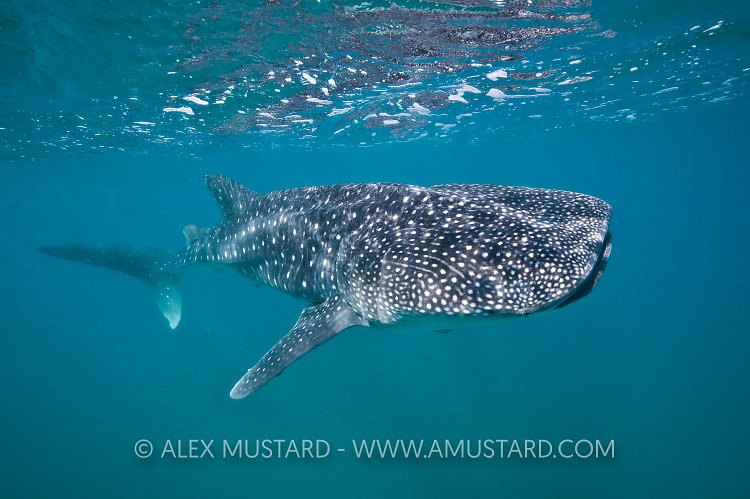 Young whaleshark. Mexico