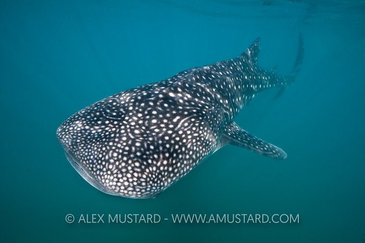 Young whaleshark. Mexico