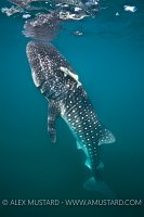 Young whaleshark feeding. Mexico