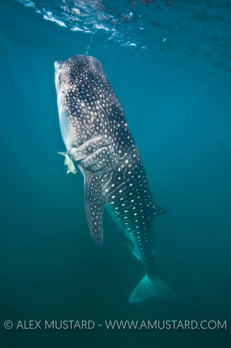 Young whaleshark feeding. Mexico