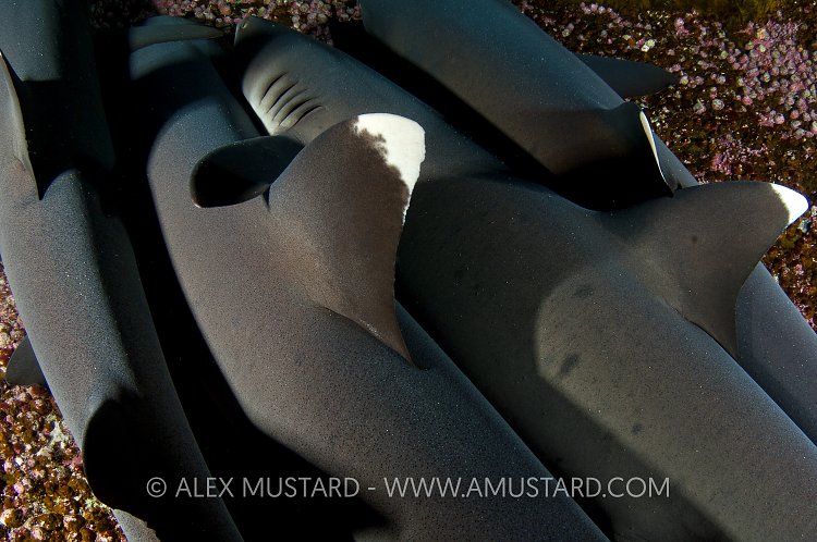 Sleeping whitetip sharks. Mexico.