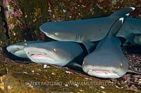 Four whitetip sharks rest on ledge, Mexico.