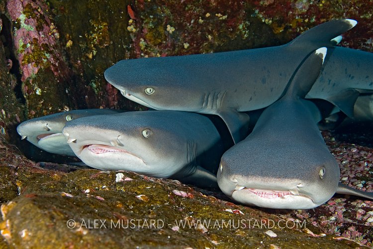 Four whitetip sharks rest on ledge, Mexico.