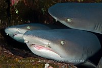 Resting whitetip sharks, Mexico.