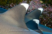Dorsal fins of whitetip sharks.