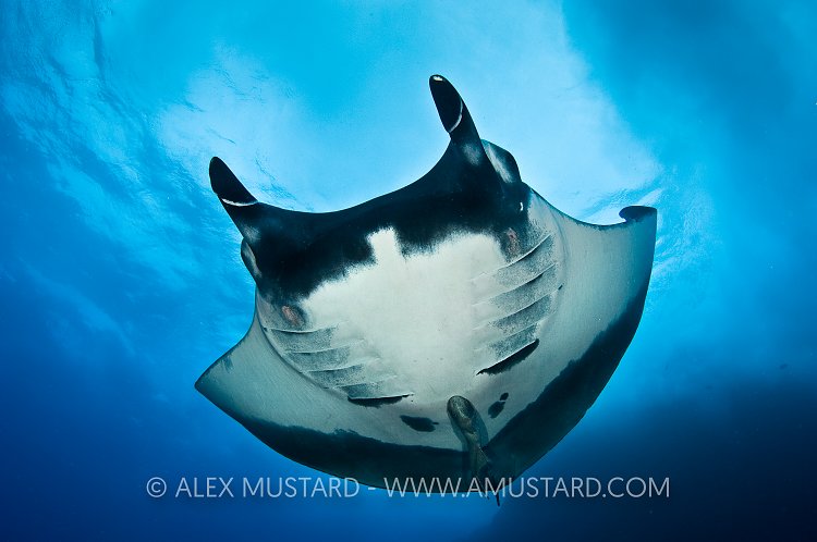Giant Pacific Manta
