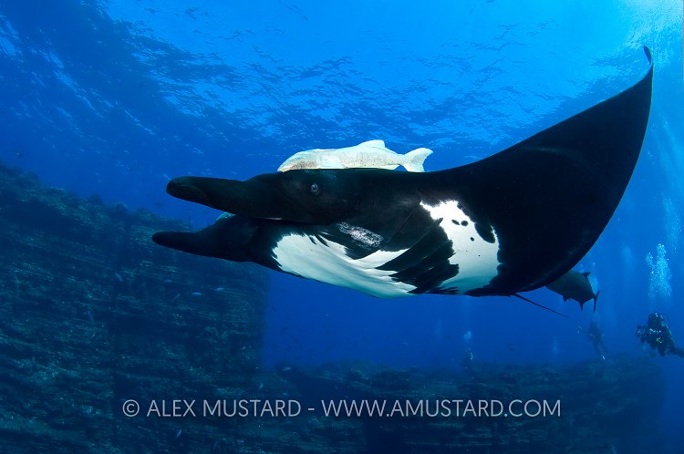 Giant Pacific Manta, Mexico.