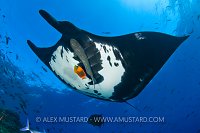 Giant manta being cleaned. Mexico.