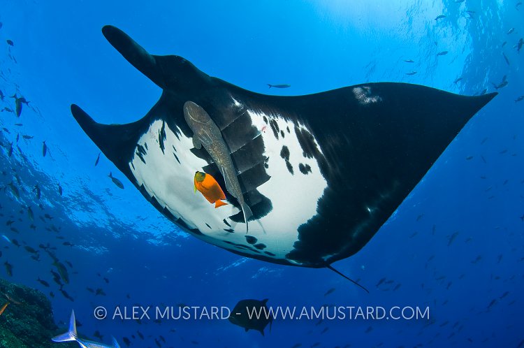 Giant manta being cleaned. Mexico.