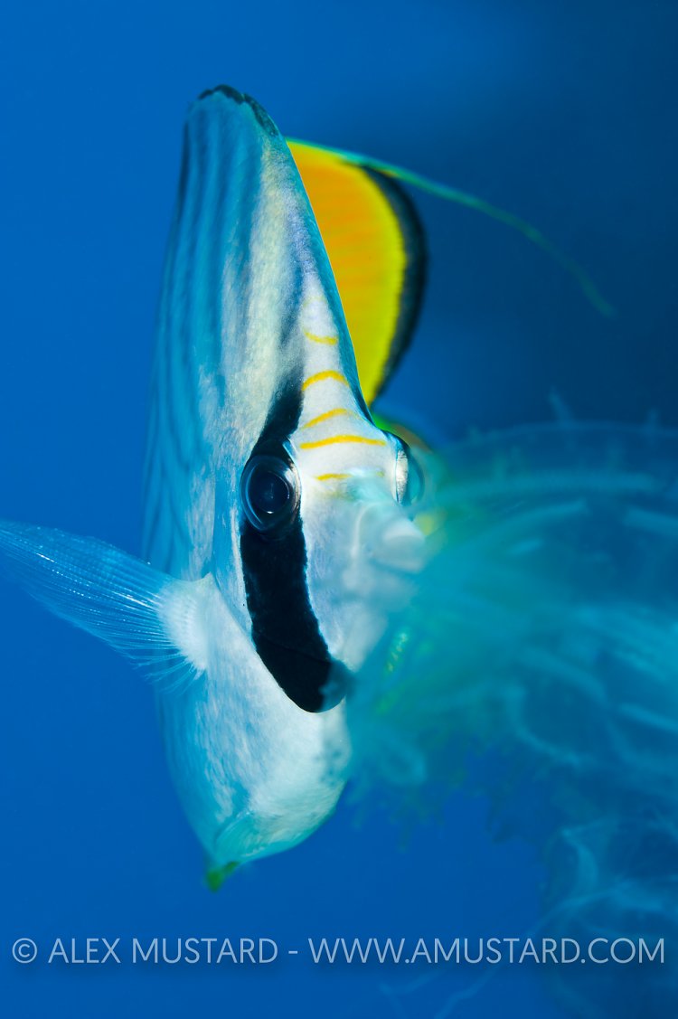 Butterflyfish Eating Jelly. Red Sea