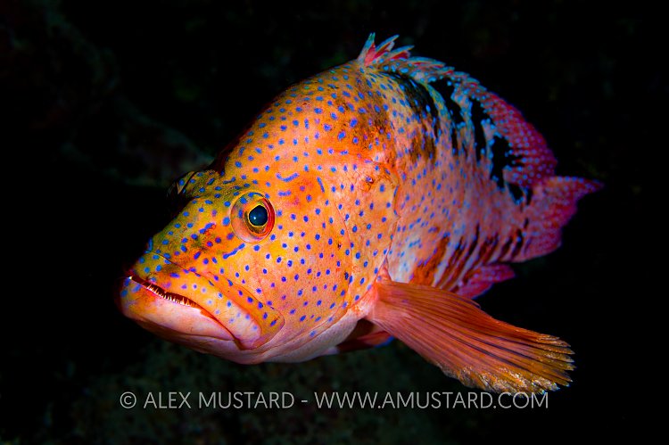 Saddled Grouper In Cave. Red Sea.