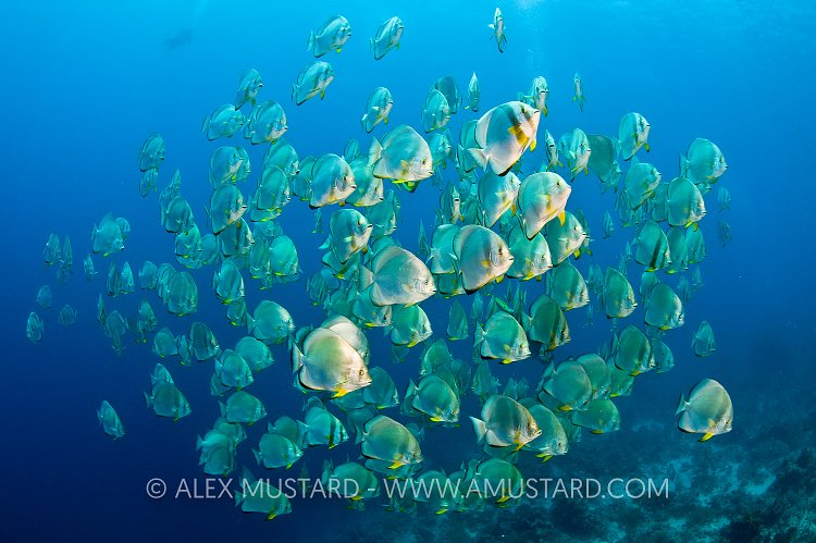 Batfish School. Red Sea