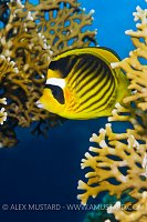 Racoon Butterflyfish. Red Sea.