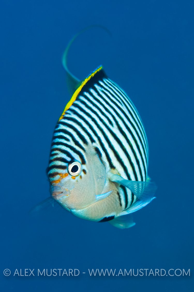 Male lyretail angelfish.