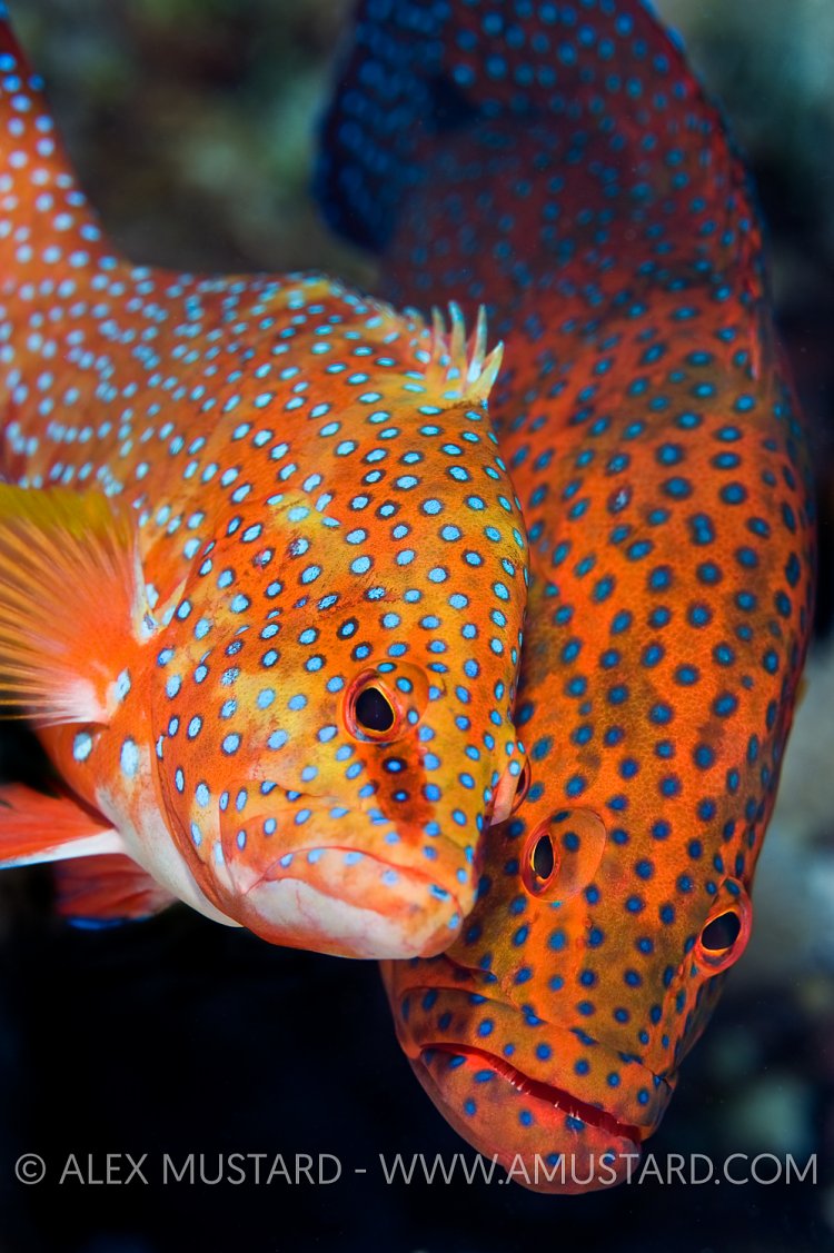 Grouper Display. Egypt.
