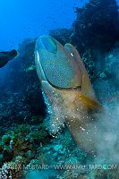 Battle Of The Titans. Red Sea