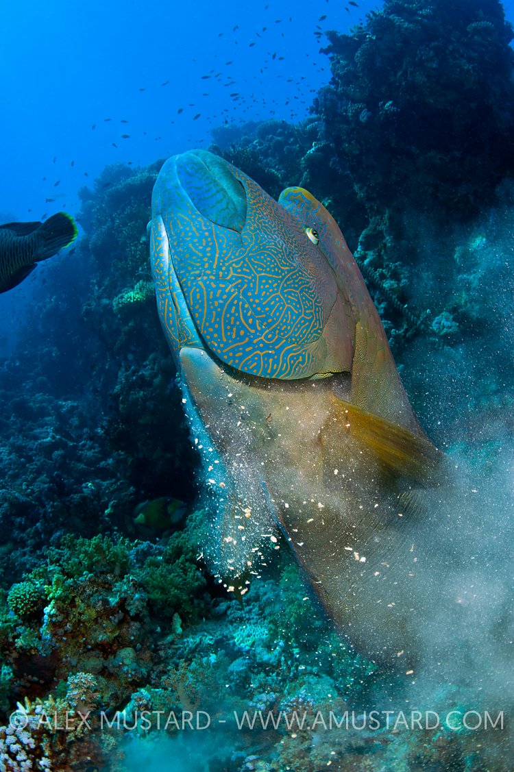 Battle Of The Titans. Red Sea