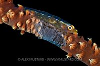 Wire Coral Goby. Egypt