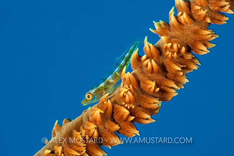 Wire Coral Goby. Egypt