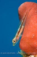 Goby On Sponge. Red Sea