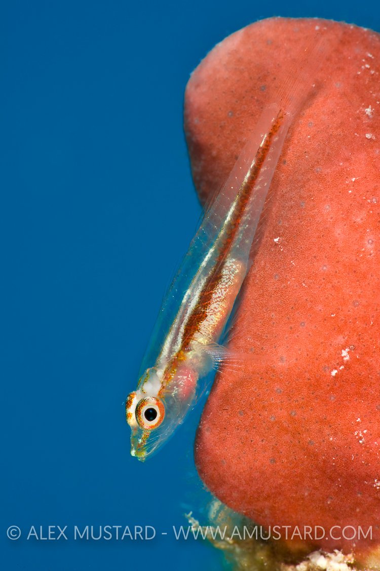 Goby On Sponge. Red Sea