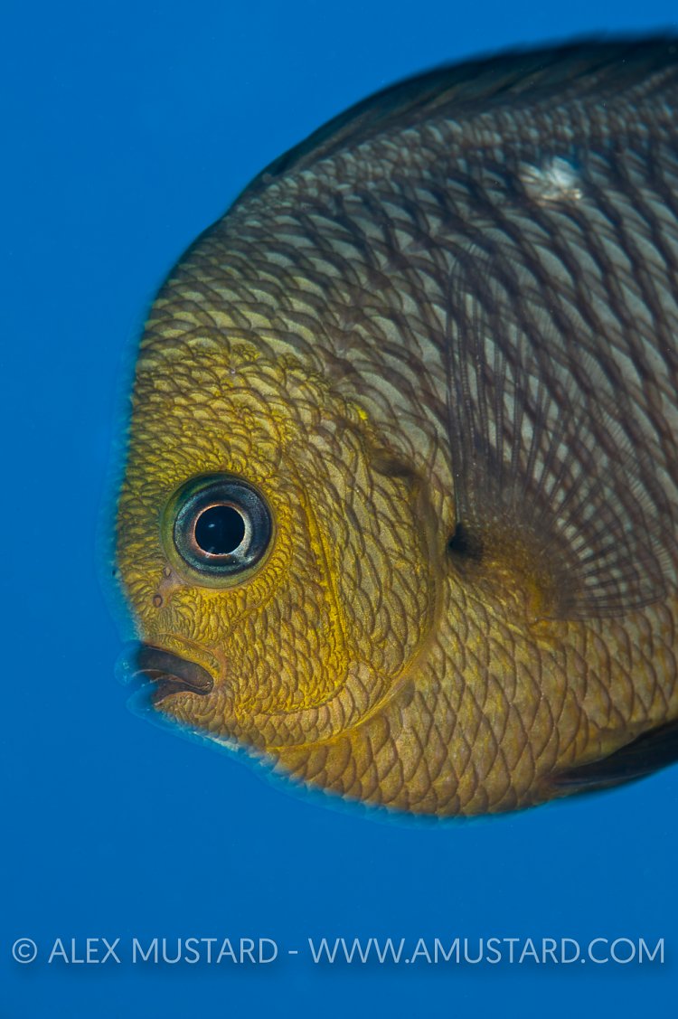 Domino Damselfish. Red Sea