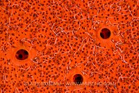 Worms On Sponge. Egypt