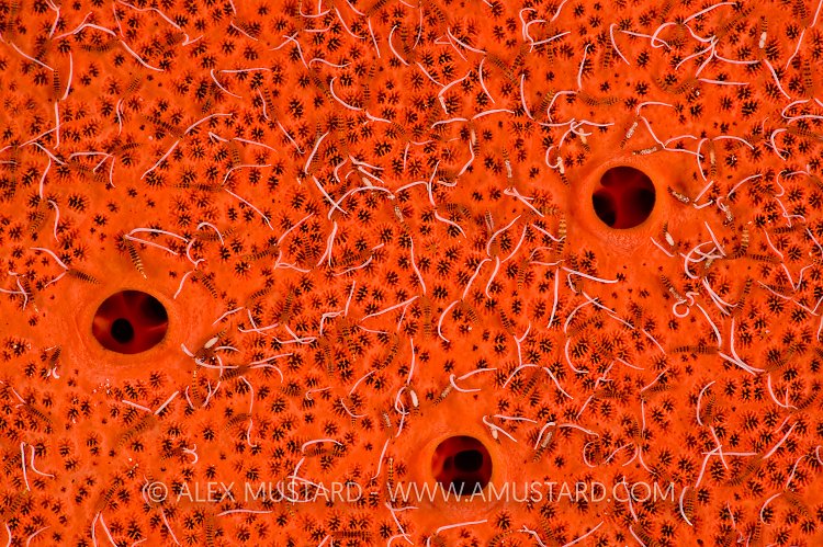 Worms On Sponge. Egypt