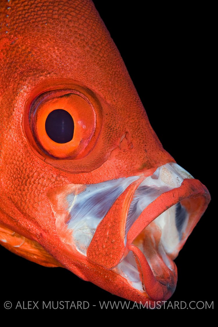 Yawning Bigeye. Egypt.