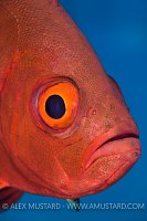 Bigeye Portrait. Red Sea