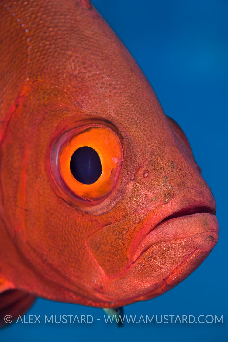 Bigeye Portrait. Red Sea