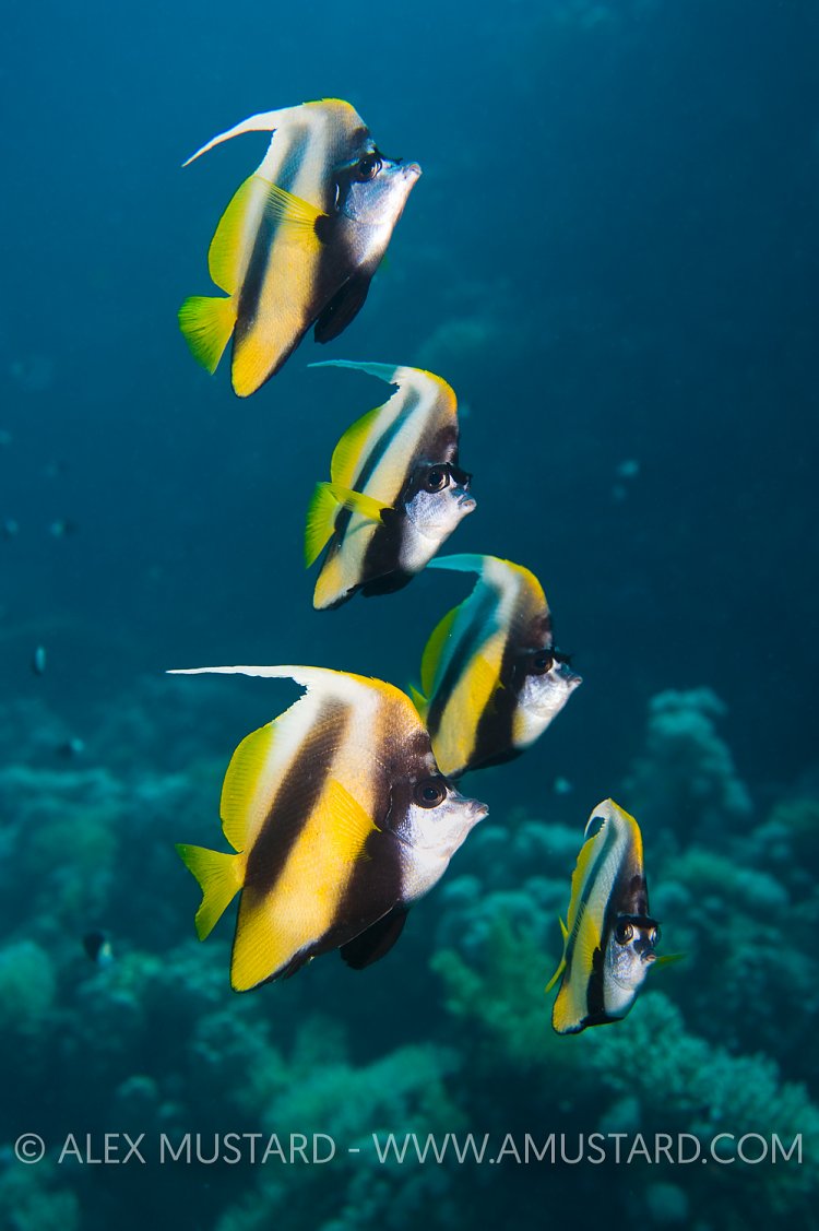Red Sea Bannerfish. Egypt.