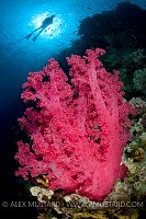 Diver over soft coral. Egypt
