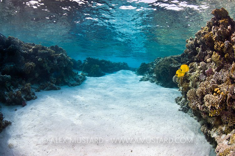 Masked Butterflyfish On Reef. Egypt