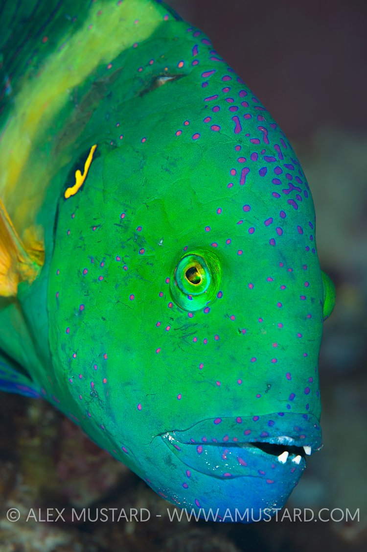 Broomtail Wrasse. Red Sea.