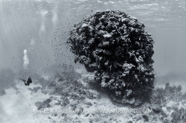 Coral Bommie And Diver. Red Sea.