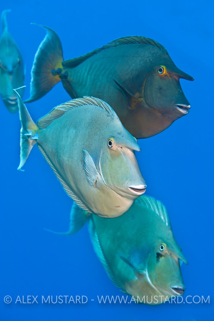Unicornfish Trio. Red Sea