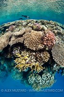 Coral reef drop off. Egypt