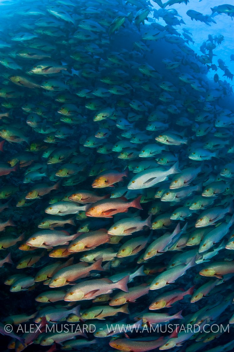 Bohar Snapper School. Red Sea.