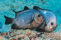 Domino Damsels Spawning. Egypt