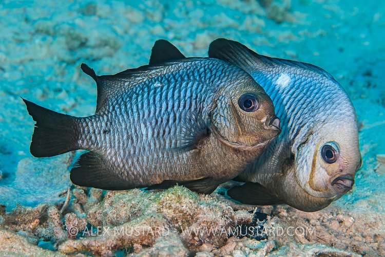 Domino Damsels Spawning. Egypt