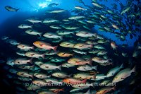 Bohar snappers at Ras Mohammed, Egypt.