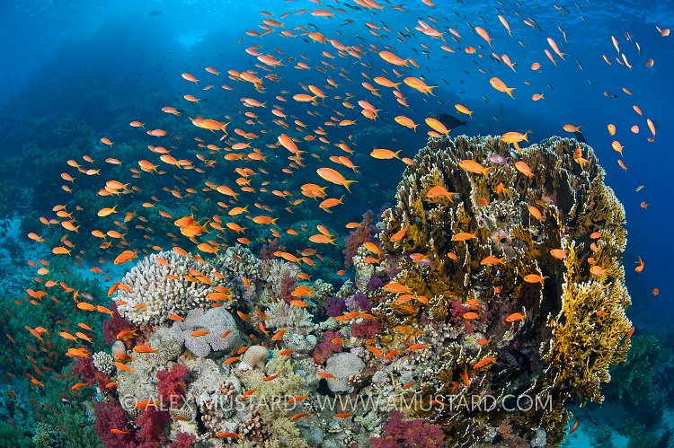 Coral Reef, Egypt.
