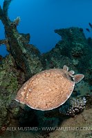 An electric ray in shipwreck. Egypt.