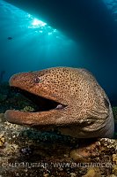 Giant Moray under boat. Egypt