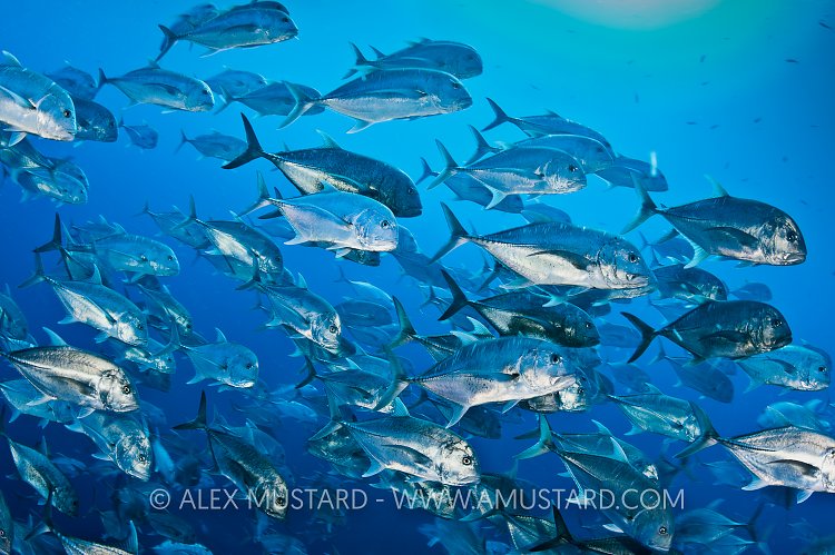 Giant Trevallies. Red Sea