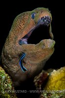 Giant Moray Being Cleaned. Red Sea.