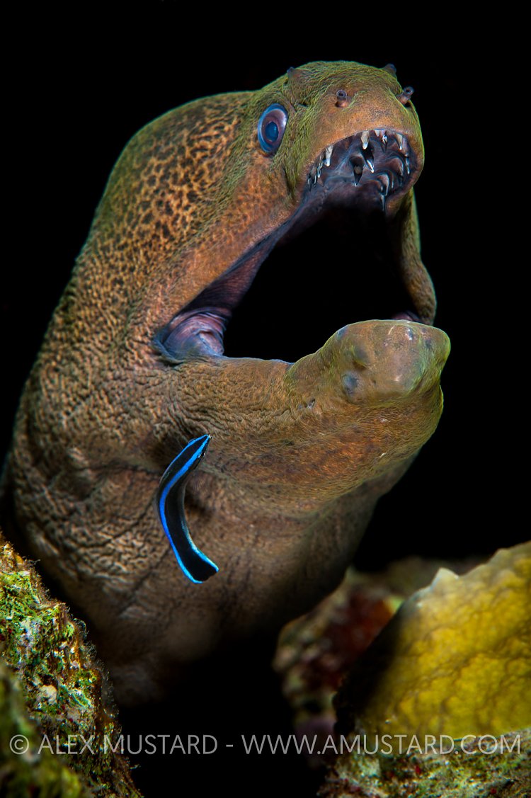 Giant Moray Being Cleaned. Red Sea.